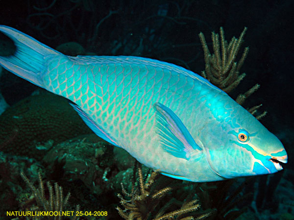 Scarus vetula (Pesce pappagallo regina)